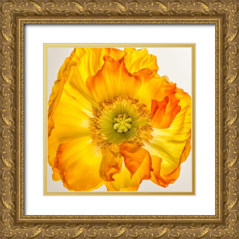 Yellow Poppy 2 Gold Ornate Wood Framed Art Print with Double Matting by Poinski, Dianne