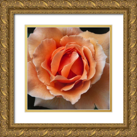 Rose 1 Gold Ornate Wood Framed Art Print with Double Matting by Poinski, Dianne