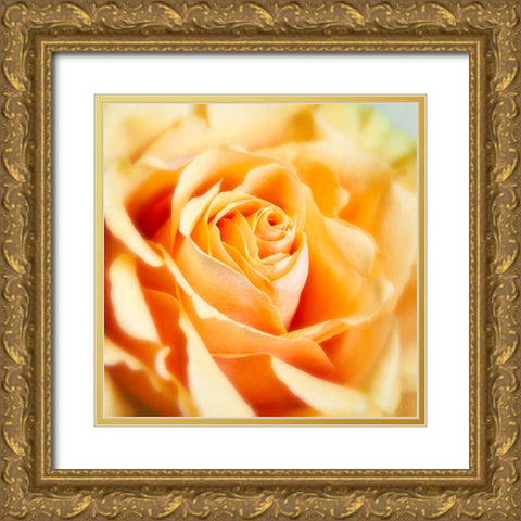 Rose 2 Gold Ornate Wood Framed Art Print with Double Matting by Poinski, Dianne