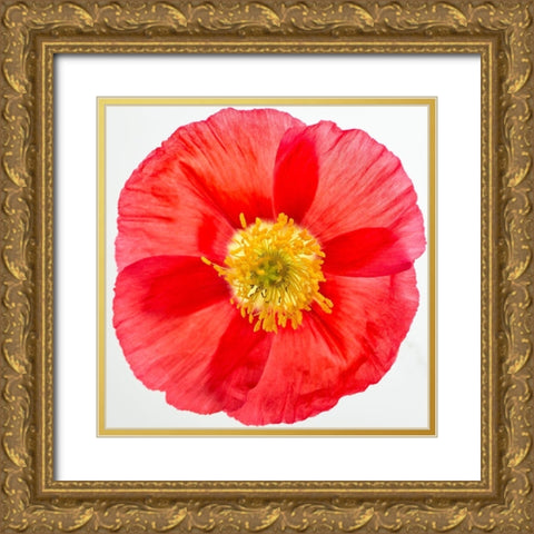 Vermilion Poppy Gold Ornate Wood Framed Art Print with Double Matting by Poinski, Dianne