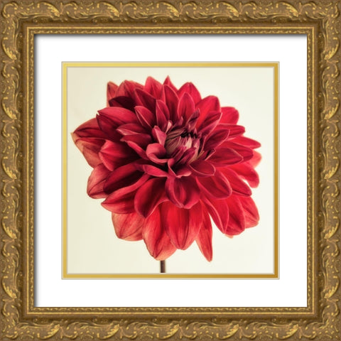 Mum Rouge Gold Ornate Wood Framed Art Print with Double Matting by Poinski, Dianne