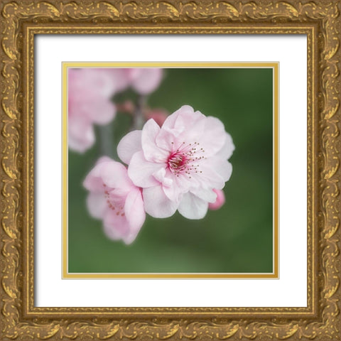 Spring Is In The Air II Gold Ornate Wood Framed Art Print with Double Matting by Poinski, Dianne