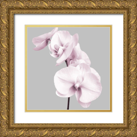 Pink Orchids 3 Gold Ornate Wood Framed Art Print with Double Matting by Poinski, Dianne