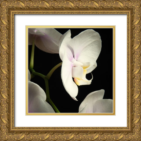 White Orchids 2 Gold Ornate Wood Framed Art Print with Double Matting by Poinski, Dianne