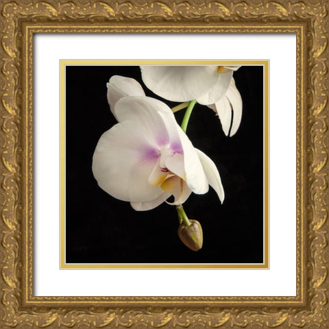 White Orchids 3 Gold Ornate Wood Framed Art Print with Double Matting by Poinski, Dianne