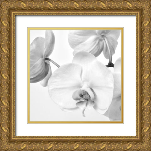 Simply Orchids 1 Gold Ornate Wood Framed Art Print with Double Matting by Poinski, Dianne