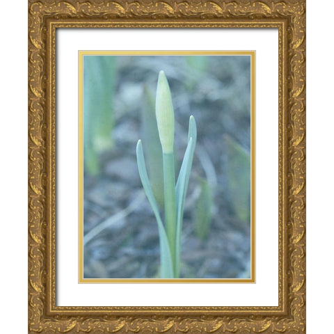 Glory Dew 2 Gold Ornate Wood Framed Art Print with Double Matting by Lewis, Sheldon