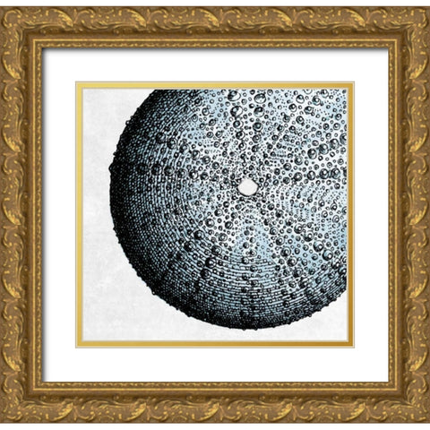 Urchin Shell 2 Gold Ornate Wood Framed Art Print with Double Matting by Lewis, Sheldon