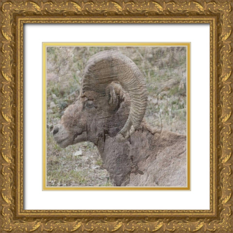 Big Horn Gold Ornate Wood Framed Art Print with Double Matting by Lewis, Sheldon