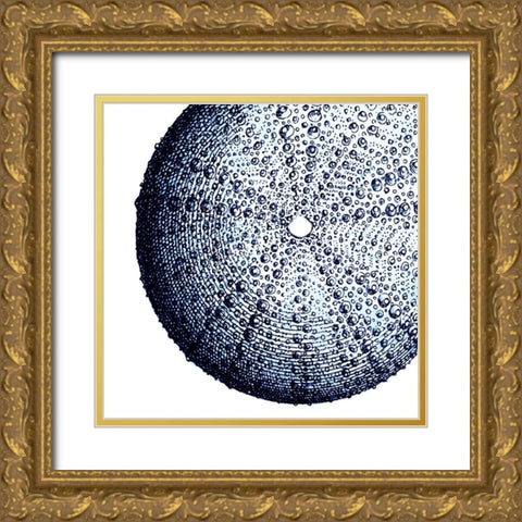 Urchin Shell 2 Gold Ornate Wood Framed Art Print with Double Matting by Lewis, Sheldon