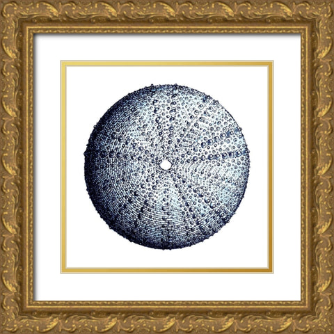 Urchin Shell 4 Gold Ornate Wood Framed Art Print with Double Matting by Lewis, Sheldon