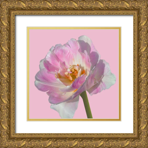 Magnificent Blossom 2 Gold Ornate Wood Framed Art Print with Double Matting by Lewis, Sheldon