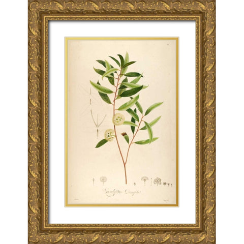 Vintage Botanical 194 Gold Ornate Wood Framed Art Print with Double Matting by Carlson, Tina