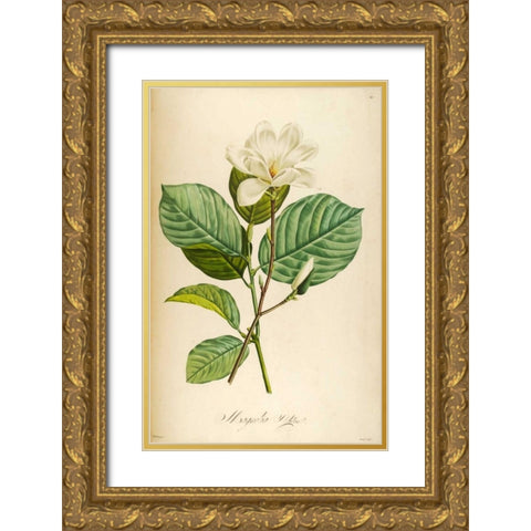 Vintage Botanical Gold Ornate Wood Framed Art Print with Double Matting by Carlson, Tina
