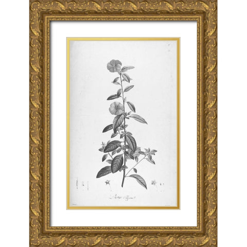 Botanical Eclipse 3 Gold Ornate Wood Framed Art Print with Double Matting by Carlson, Tina