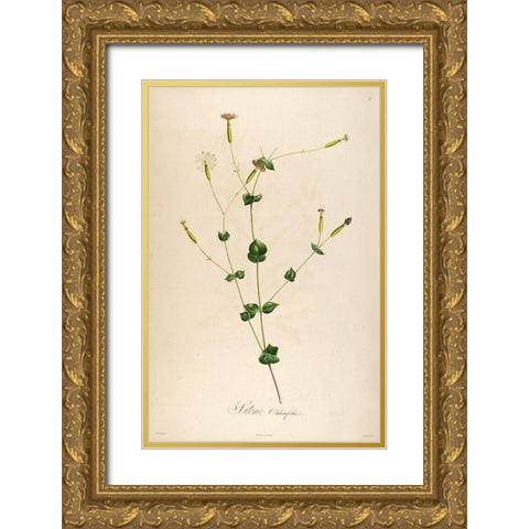 Vintage Botanical 178 Gold Ornate Wood Framed Art Print with Double Matting by Telik, Tracey