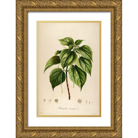 Vintage Botanical 198 Gold Ornate Wood Framed Art Print with Double Matting by Telik, Tracey