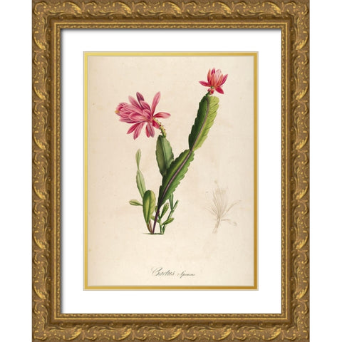 Cactus Speciosus Gold Ornate Wood Framed Art Print with Double Matting by Carlson, Tina