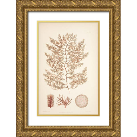 Polysiphonia Coral Gold Ornate Wood Framed Art Print with Double Matting by Carlson, Tina
