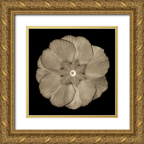 Sepia Floral II Gold Ornate Wood Framed Art Print with Double Matting by Greene, Taylor