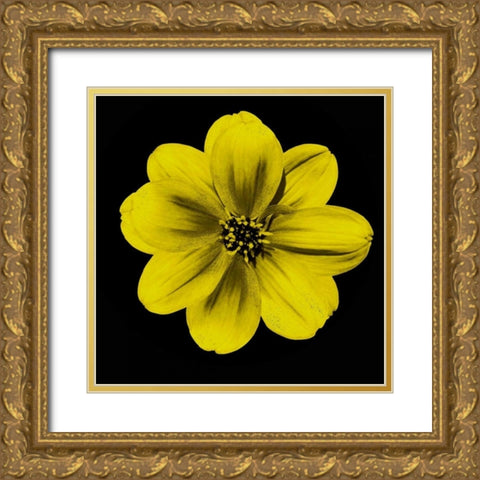 Sepia Floral C1 Gold Ornate Wood Framed Art Print with Double Matting by Greene, Taylor