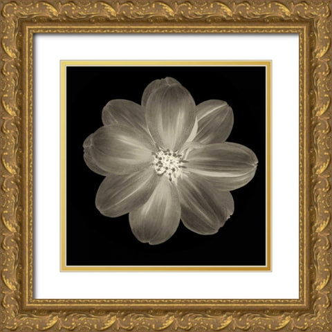 Sepia Floral III Gold Ornate Wood Framed Art Print with Double Matting by Greene, Taylor