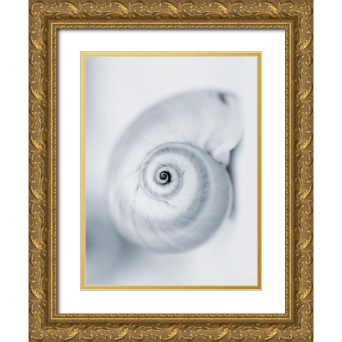 Moon Snail Gold Ornate Wood Framed Art Print with Double Matting by Telik, Tracey