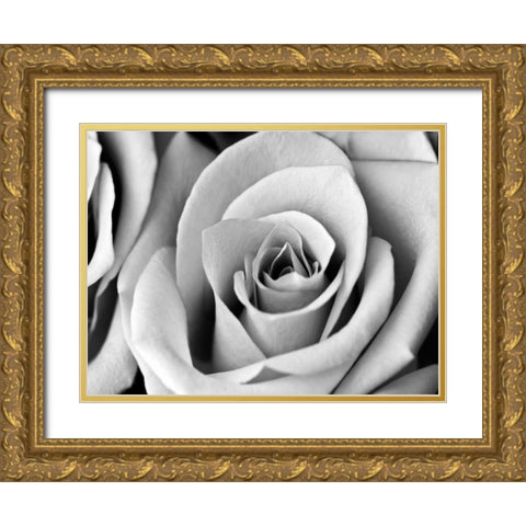 White Noise Rose 2 Gold Ornate Wood Framed Art Print with Double Matting by Telik, Tracey