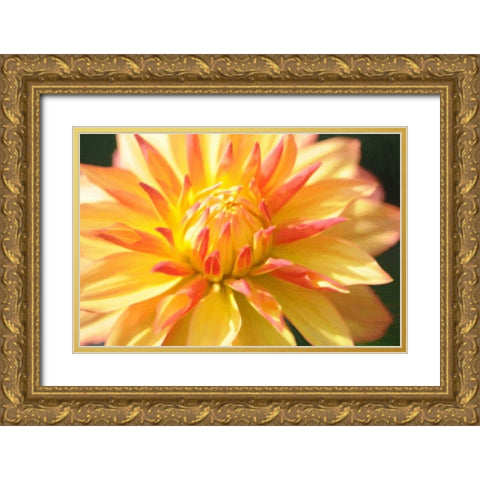 Yellow Orange Dahila 5 Gold Ornate Wood Framed Art Print with Double Matting by Foschino, Suzanne