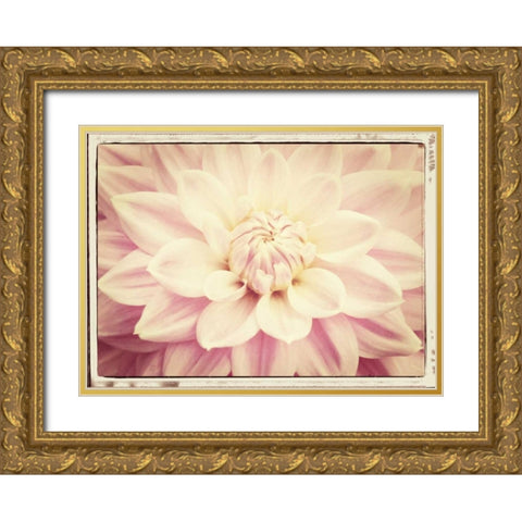 Pink Dahlia 6A Vintage Gold Ornate Wood Framed Art Print with Double Matting by Foschino, Suzanne