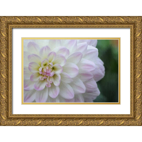 White Purple Tip Dahlia Gold Ornate Wood Framed Art Print with Double Matting by Foschino, Suzanne