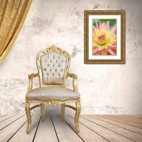 Yellow Orange Dahlia 3 Gold Ornate Wood Framed Art Print with Double Matting by Foschino, Suzanne
