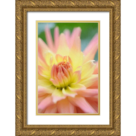 Yellow Orange Dahlia 3 Gold Ornate Wood Framed Art Print with Double Matting by Foschino, Suzanne