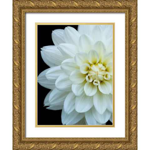 White Dahlia 5 Gold Ornate Wood Framed Art Print with Double Matting by Foschino, Suzanne