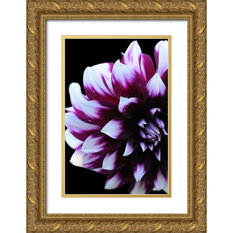 Purple Dahlia 26 Gold Ornate Wood Framed Art Print with Double Matting by Foschino, Suzanne