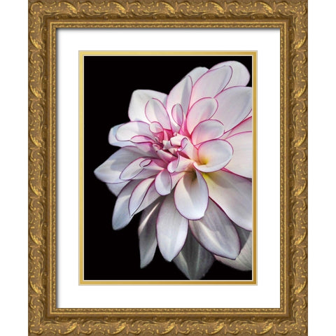 Pale Dahlia 10 Gold Ornate Wood Framed Art Print with Double Matting by Foschino, Suzanne