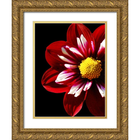 Ruby Dahlia 22 Gold Ornate Wood Framed Art Print with Double Matting by Foschino, Suzanne