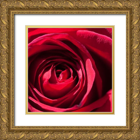 Rose 1 Gold Ornate Wood Framed Art Print with Double Matting by Foschino, Suzanne