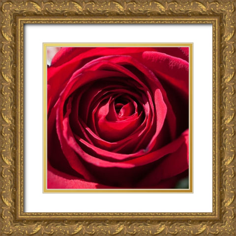 Rose 2 Gold Ornate Wood Framed Art Print with Double Matting by Foschino, Suzanne