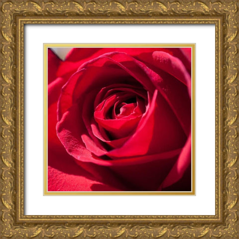 Rose 3 Gold Ornate Wood Framed Art Print with Double Matting by Foschino, Suzanne