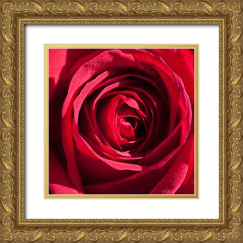Rose 4 Gold Ornate Wood Framed Art Print with Double Matting by Foschino, Suzanne