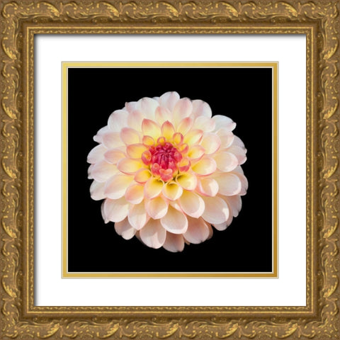 Dahlia 1 Gold Ornate Wood Framed Art Print with Double Matting by Foschino, Suzanne