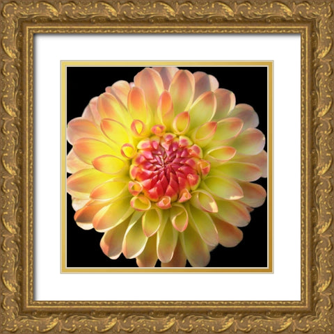 Dahlia 27 Gold Ornate Wood Framed Art Print with Double Matting by Foschino, Suzanne
