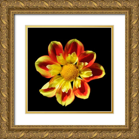 Dahlia 12 A Gold Ornate Wood Framed Art Print with Double Matting by Foschino, Suzanne