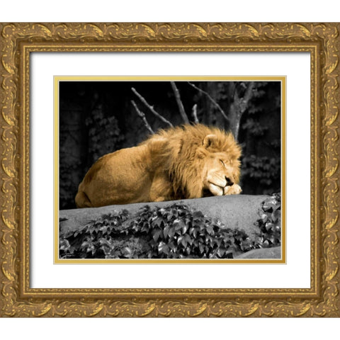Lion Gold Ornate Wood Framed Art Print with Double Matting by Donovan, Kelly