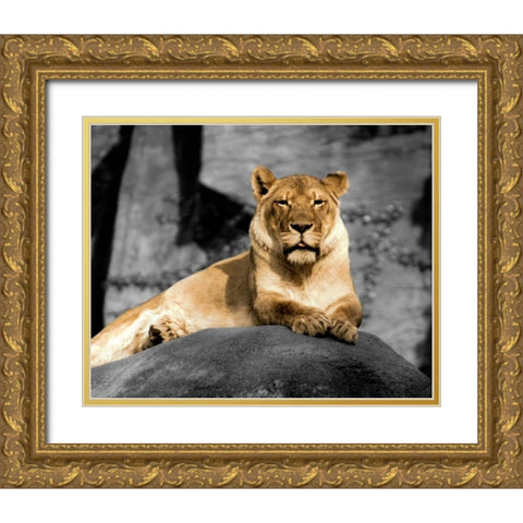 Lioness Gold Ornate Wood Framed Art Print with Double Matting by Donovan, Kelly