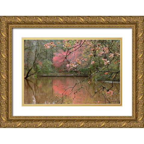 Azalea Branches in Spring Gold Ornate Wood Framed Art Print with Double Matting by Delimont, Danita