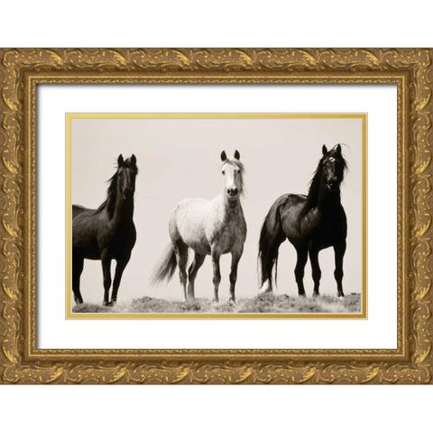 Wild Stallions Gold Ornate Wood Framed Art Print with Double Matting by Delimont, Danita