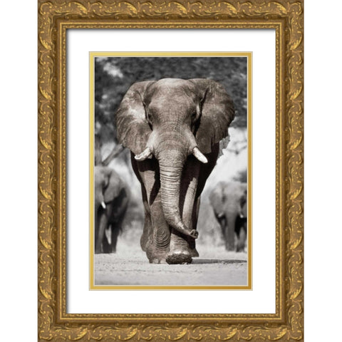 Botswana Patriarch Gold Ornate Wood Framed Art Print with Double Matting by Delimont, Danita