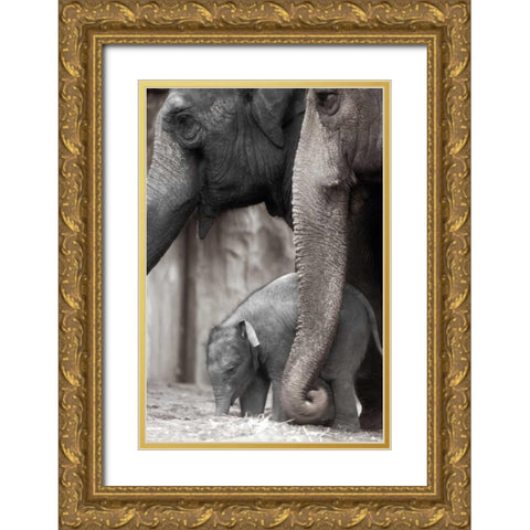 Family Moment Gold Ornate Wood Framed Art Print with Double Matting by Delimont, Danita